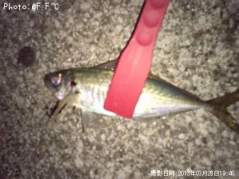 アジ