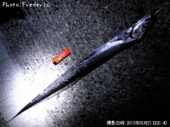 太刀魚