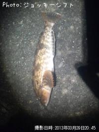 ʥ