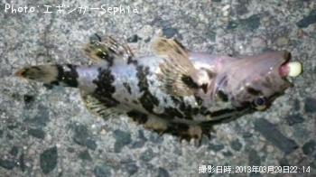 タケノコメバル