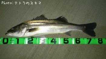 シーバス