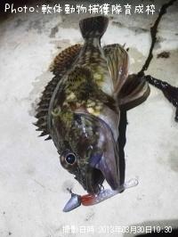 ガシラ