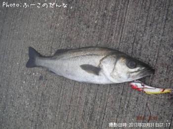 シーバス