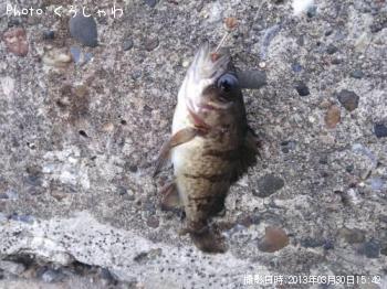 メバル