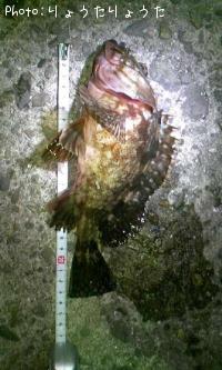 ガシラ