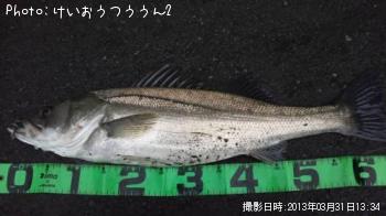 シーバス