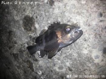 メバル