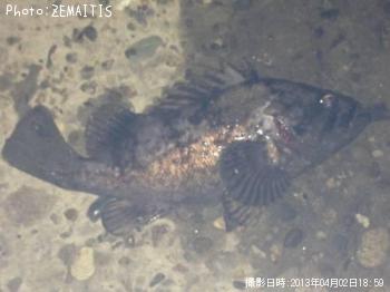 クロソイ