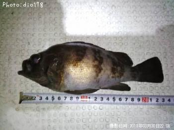 メバル