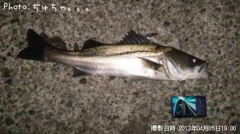 シーバス