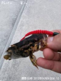 ムラソイ