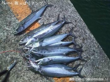 サゴシ