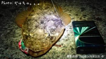 マゴチ