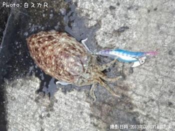 コウイカ