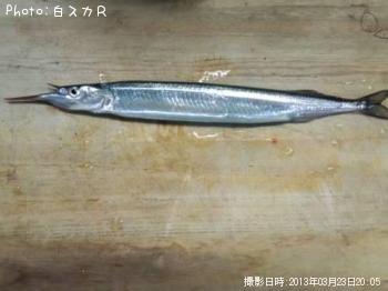 サヨリ