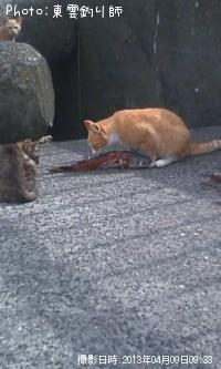ボラ