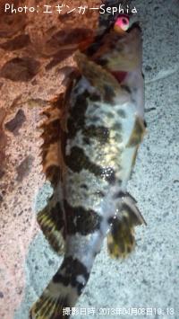 タケノコメバル