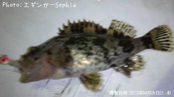 タケノコメバル