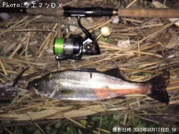 シーバス