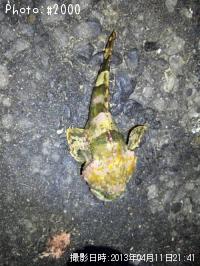 カジカ