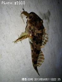 アナハゼ
