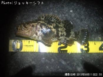 ベッコウゾイ