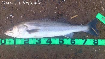 シーバス