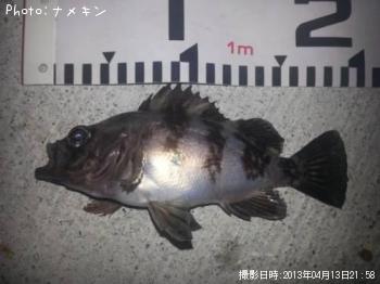 めばる