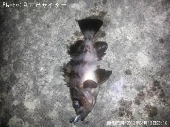 メバル