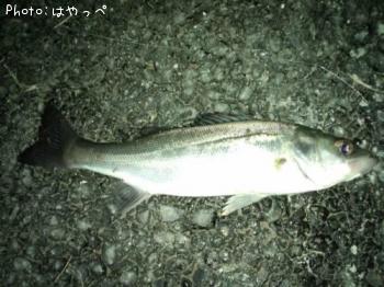 シーバス