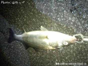 シーバス