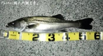 シーバス