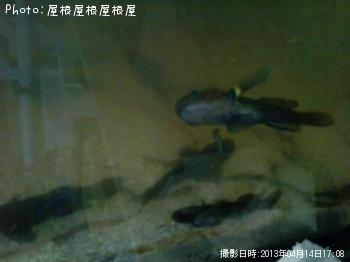 ハゼ