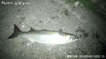 ボラ