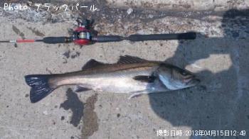 シーバス