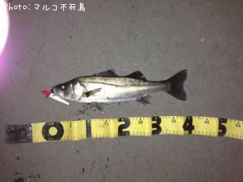シーバス