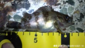 メバル