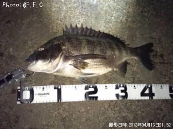 クロダイ