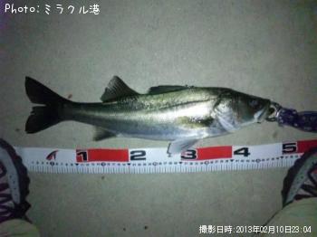 シーバス