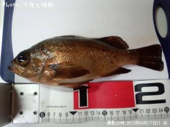 メバル
