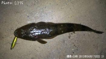 マゴチ