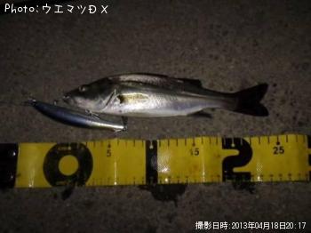 シーバス