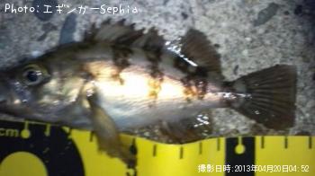 メバル