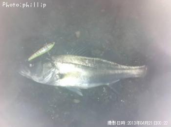 シーバス