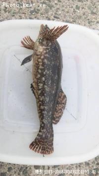 クジメ
