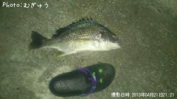 チヌ