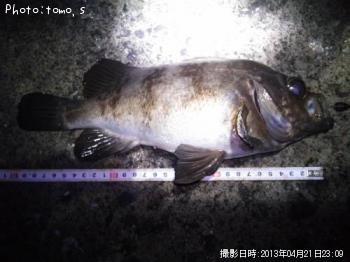 めばる