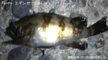 メバル