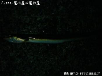 アナゴ