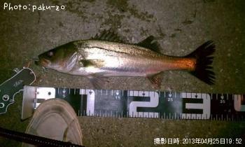 セイゴ